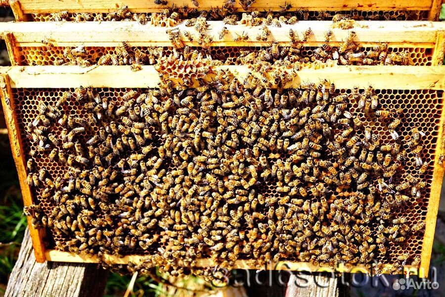 Продаются пчелы 25 пакетов купить на Зозу.ру - фотография № 1
