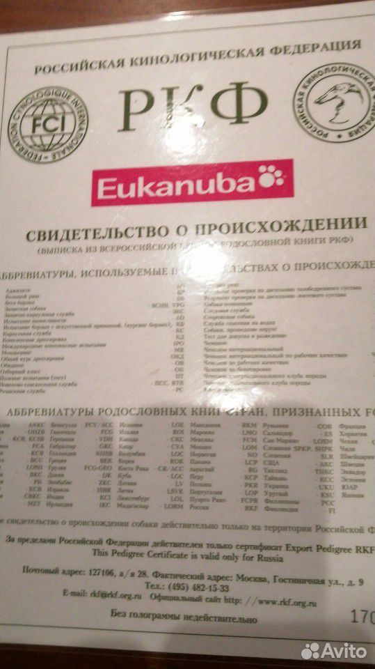 Сибирский хаски купить на Зозу.ру - фотография № 4