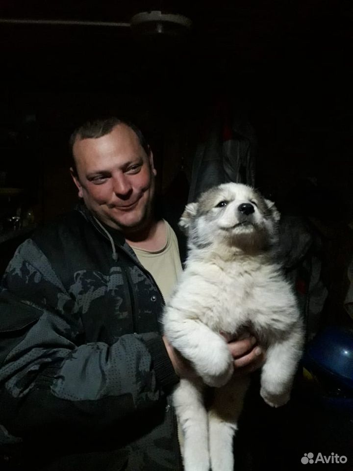 Продаю щенка купить на Зозу.ру - фотография № 1