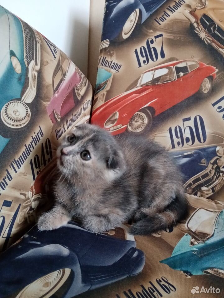 Кошечка вислоушка купить на Зозу.ру - фотография № 1