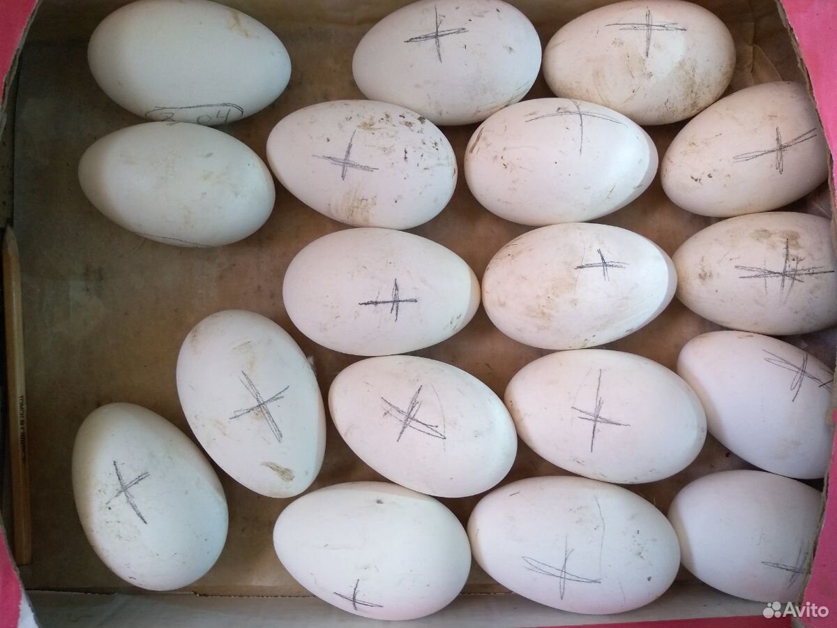 Гусиные яйца для инкубации купить. Авито продам гусиные яйца для инкубатора.