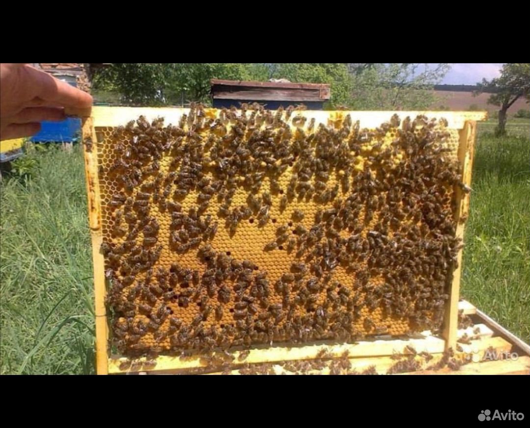Пчелопакеты в краснодарском крае 2024. Пчелопакеты. Пчелопакет двойной. Пакет пчел. Расплод в пчелопакете.