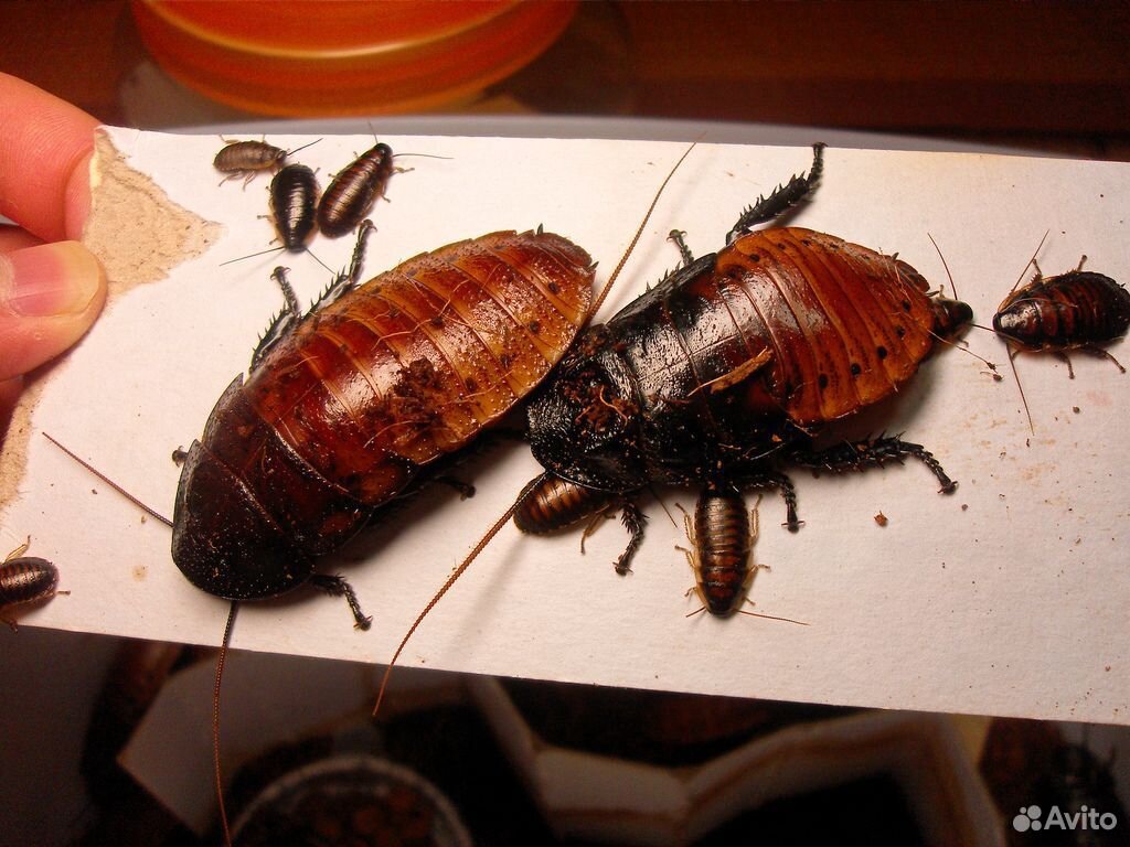 Мадагаскарский шипящий таракан купить на Зозу.ру - фотография № 1