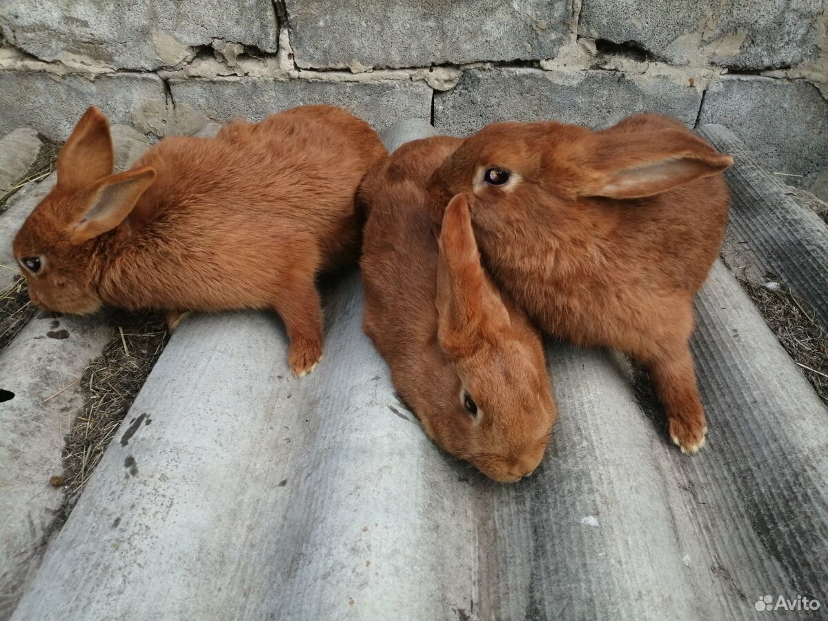 Кролики нзк купить на Зозу.ру - фотография № 3