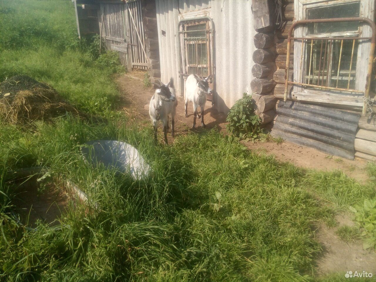 Коза и козлята (девочки) купить на Зозу.ру - фотография № 4
