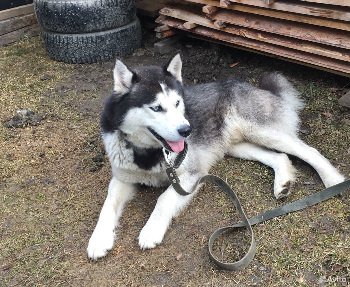 Спаривание хаски. Вязка хаски. Спаривание хаски. Вязка хаски. Хаски здоровый.