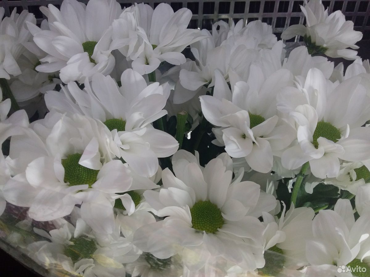 Цветы с доставкой на дом купить на Зозу.ру - фотография № 1