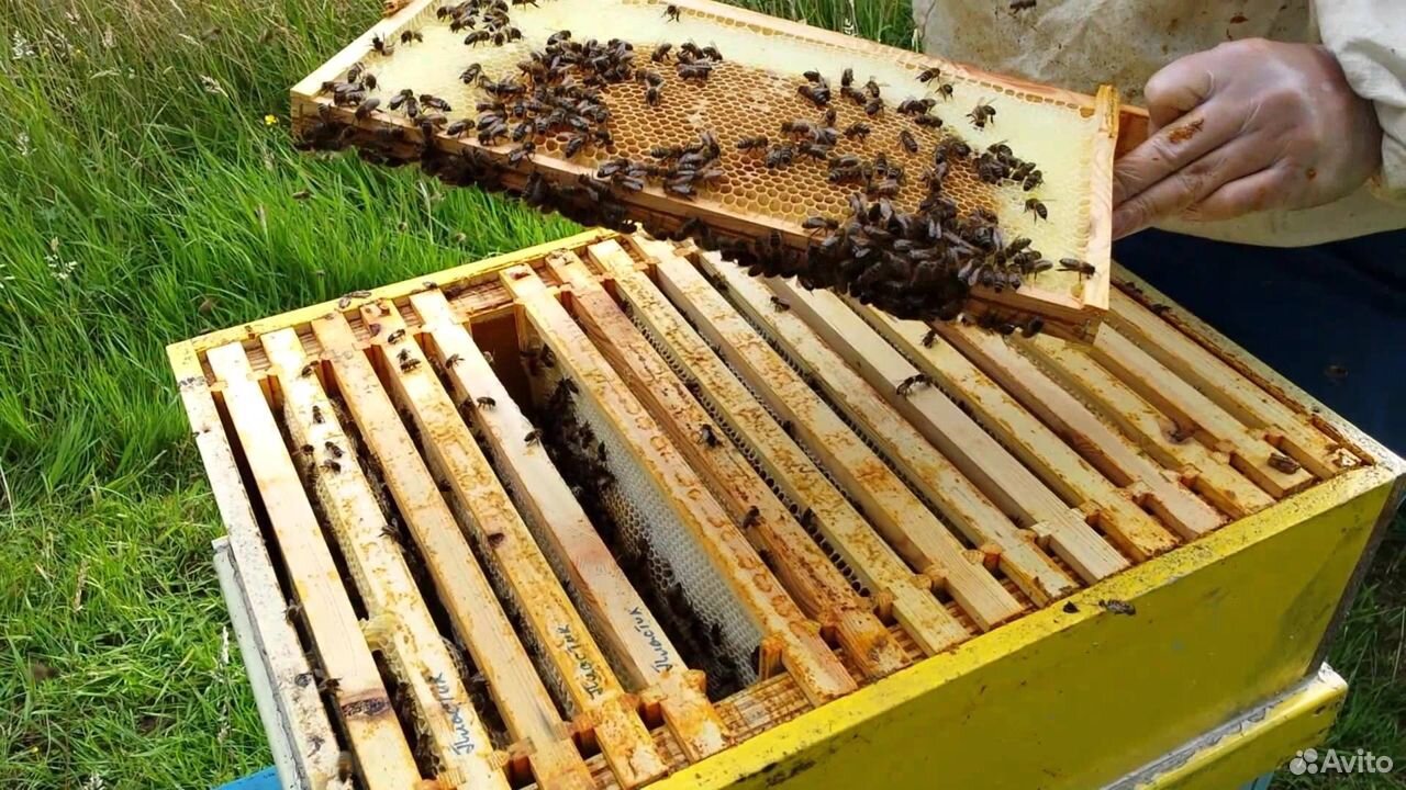 Пчелопакеты -пчелосемьи купить на Зозу.ру - фотография № 2