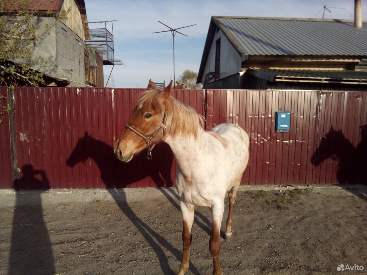 Продаю коней купить на Зозу.ру - фотография № 9