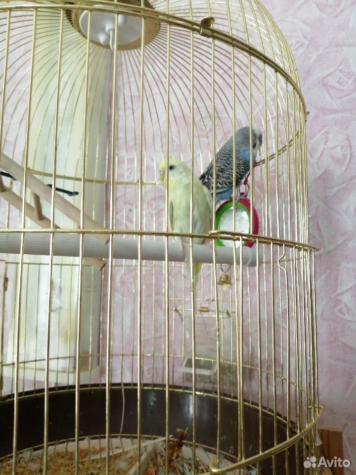 Продам волнистых попугаев мальчика и девочку к ним купить на Зозу.ру - фотография № 5