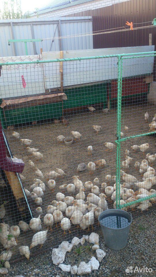 Цыплята1,5 месячные подрощенные купить на Зозу.ру - фотография № 1