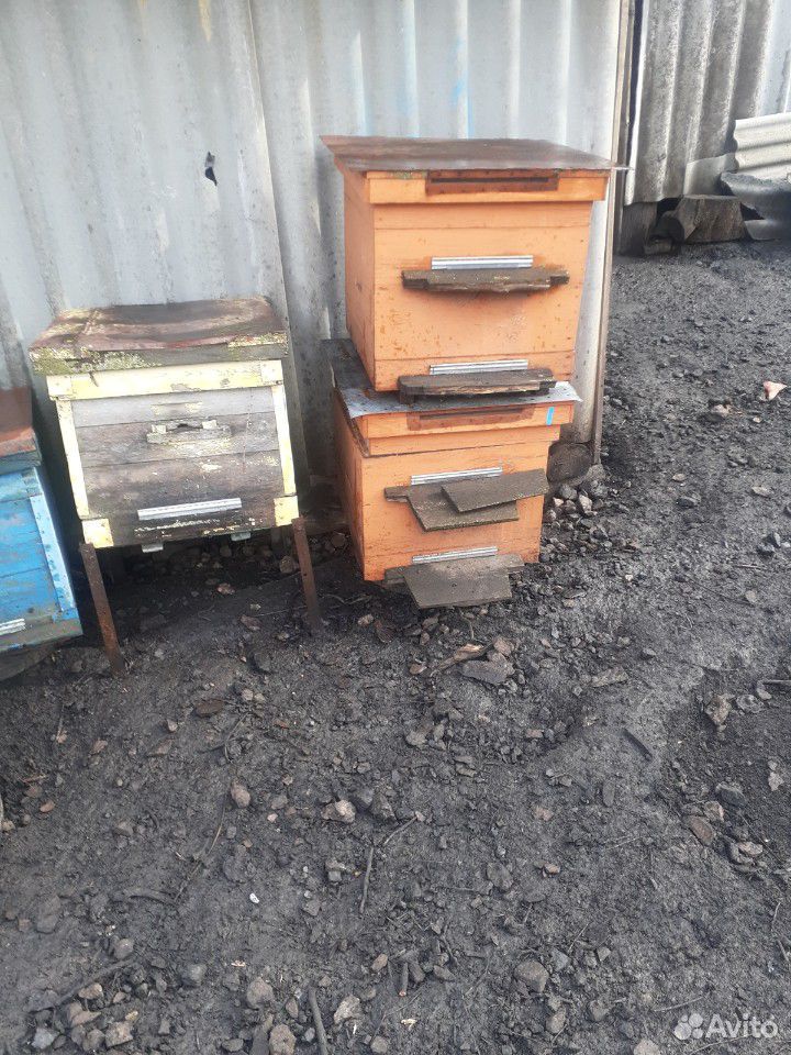Пчелиные улия купить на Зозу.ру - фотография № 2