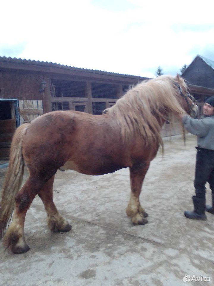 Лошадь купить на Зозу.ру - фотография № 3
