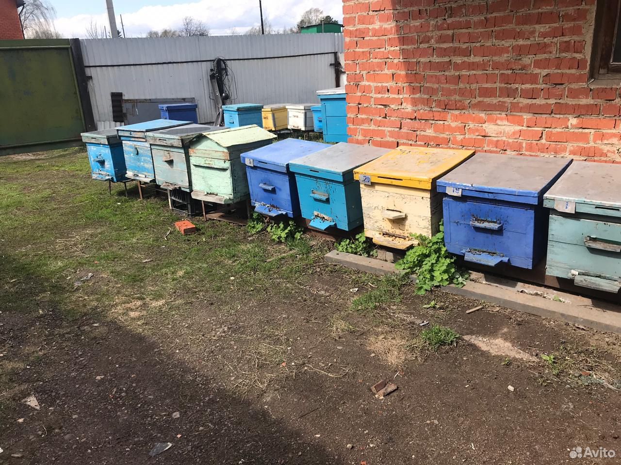 Продаю семьи пчёл купить на Зозу.ру - фотография № 2