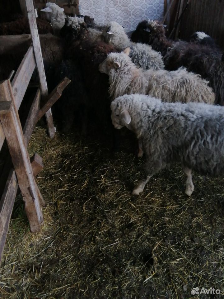 Овцы породистые купить на Зозу.ру - фотография № 7
