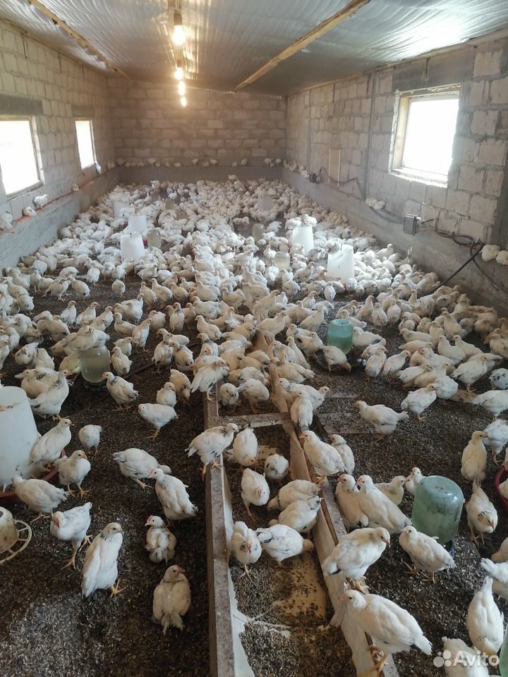 Цыплята серебристые домашние купить на Зозу.ру - фотография № 5