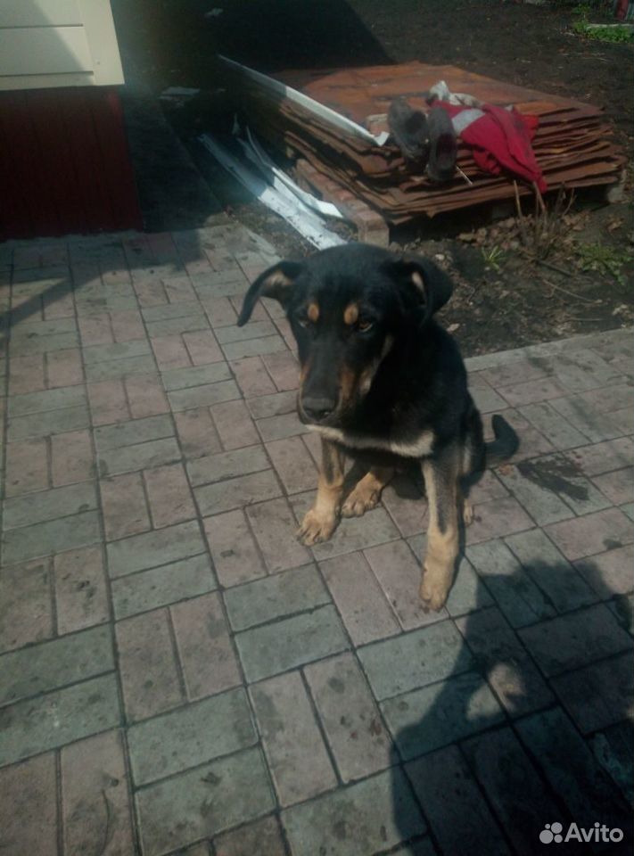 Собака бесплатно купить на Зозу.ру - фотография № 1