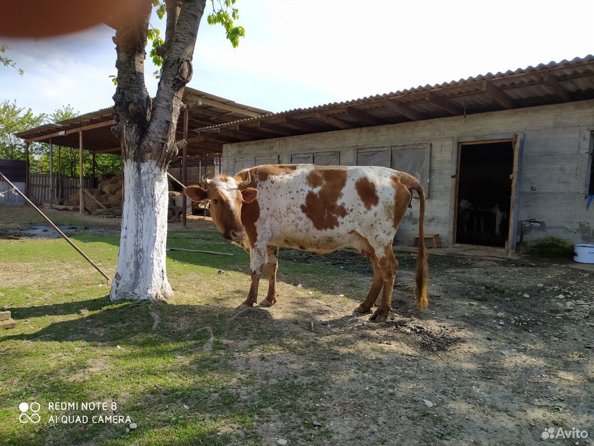 Бычок, тёлка, корова купить на Зозу.ру - фотография № 4