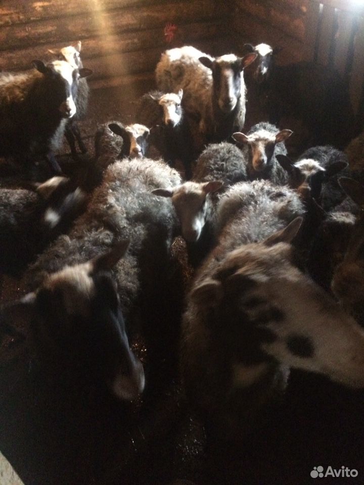 Овцы, ягнята, баран купить на Зозу.ру - фотография № 3