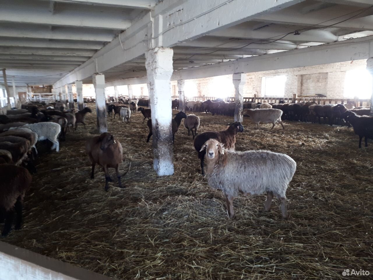 Овцы эдильбаевской породы купить на Зозу.ру - фотография № 2