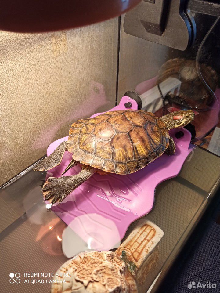 Красноухая черепаха с террариумом купить на Зозу.ру - фотография № 3