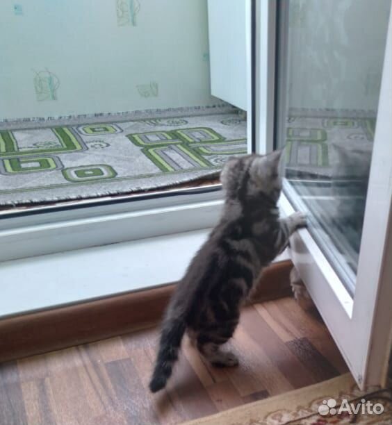 Котята ищут себе новых хозяев купить на Зозу.ру - фотография № 3