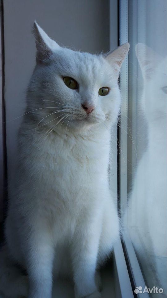 Белоснежная кошка купить на Зозу.ру - фотография № 3