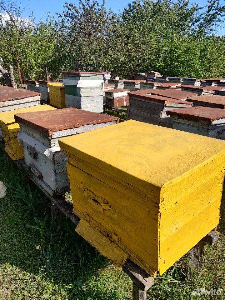 Пчёлы и пчелопакеты купить на Зозу.ру - фотография № 1