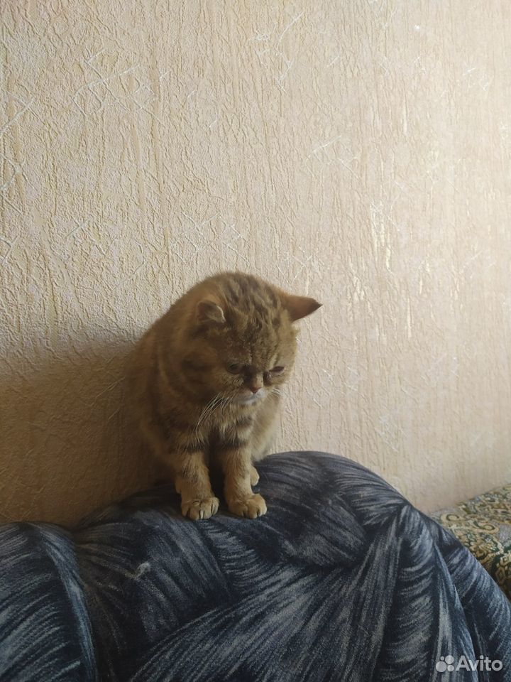 Экзотическая короткошерстная кошка купить на Зозу.ру - фотография № 3