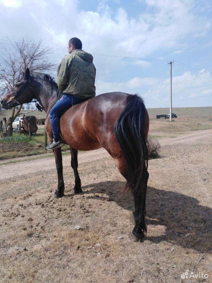 Продаются лошади купить на Зозу.ру - фотография № 10