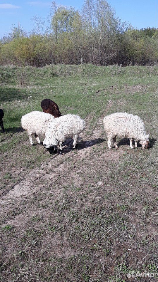 Овцы курдючные с ягнятами эдильбаевской породы купить на Зозу.ру - фотография № 1