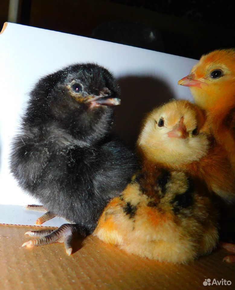 Цыплята от 14 суток от своих породных кур купить на Зозу.ру - фотография № 1