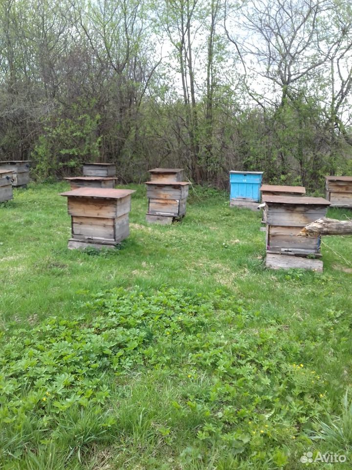 Ульи для пчел, рамки б/у купить на Зозу.ру - фотография № 2