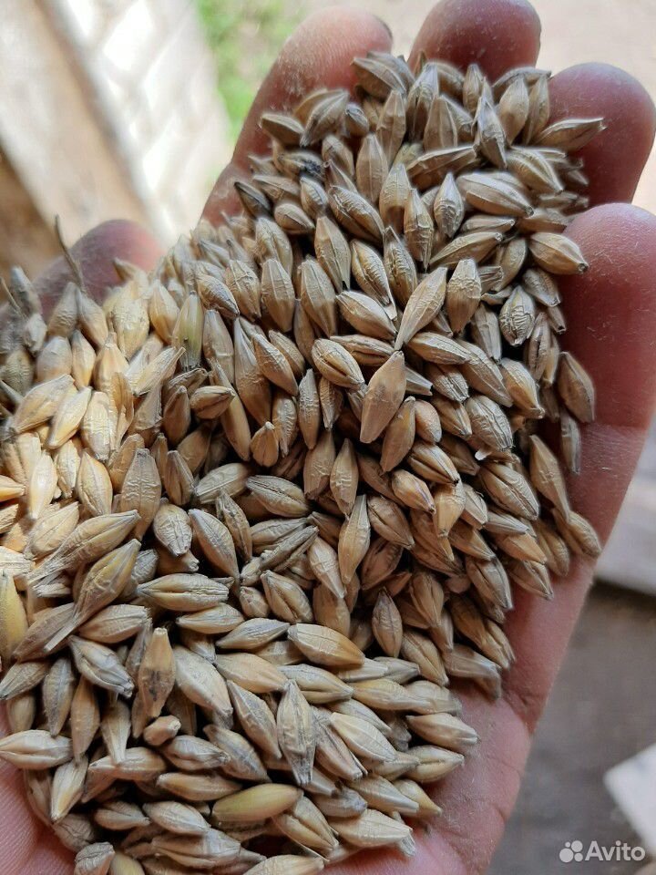 Ячмень,пшеница купить на Зозу.ру - фотография № 3