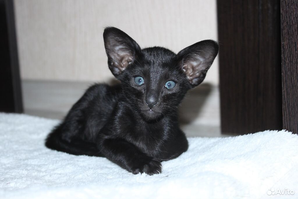 Мини-пантера черный ориентальный котенок купить на Зозу.ру - фотография № 2