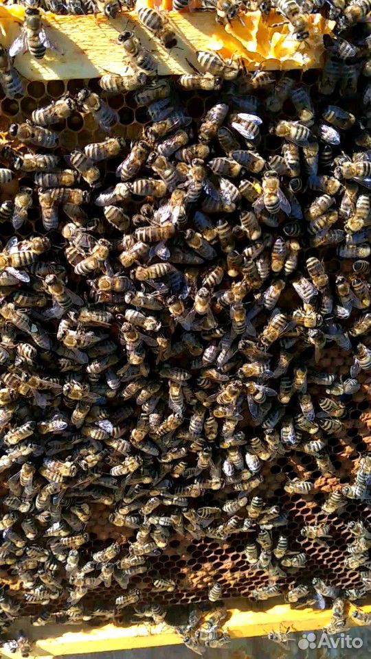Семьи пчел, Карпаты,матка 2019г. Семьи сильные купить на Зозу.ру - фотография № 1
