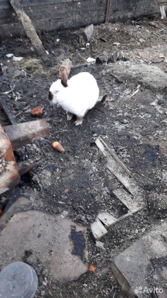 Кролики полудикие не порода купить на Зозу.ру - фотография № 3