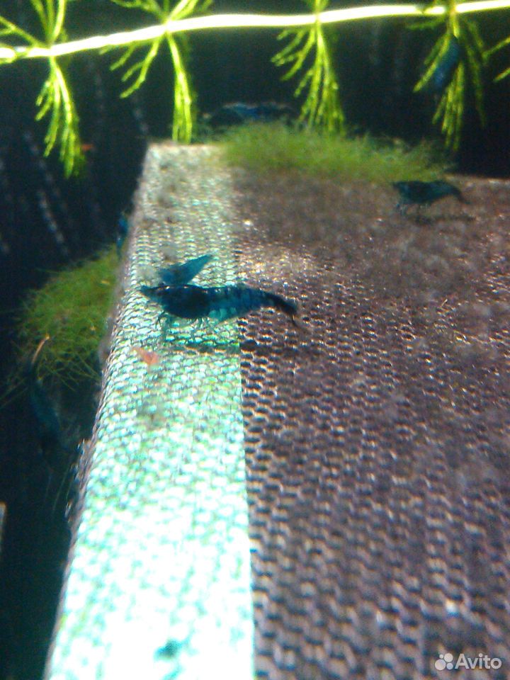Креветка аквариумная "Blue Dream" (синяя мечта) купить на Зозу.ру - фотография № 6