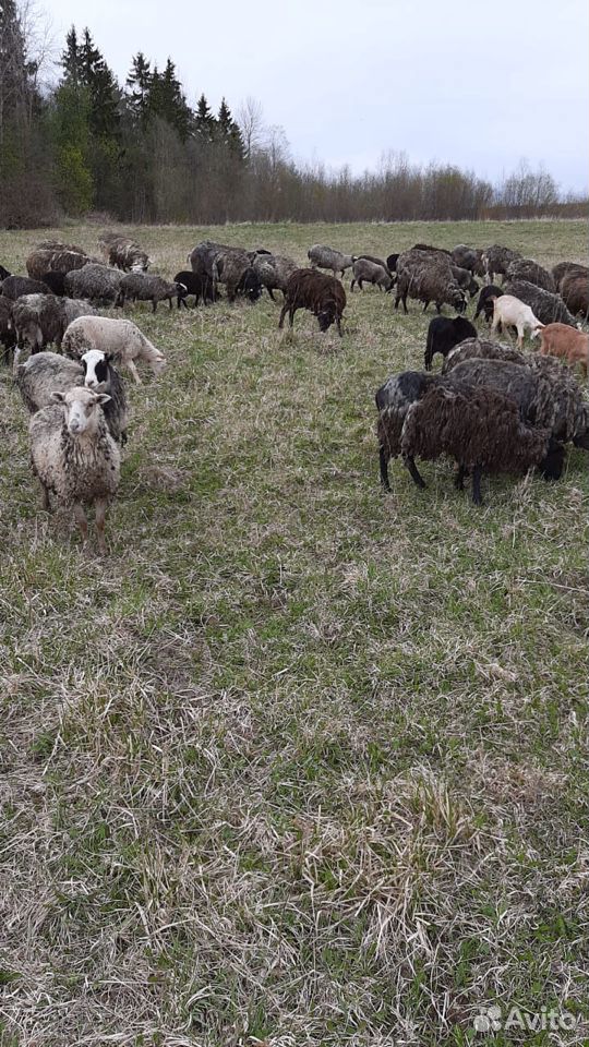 Стадо(овцы, бараны, барашки) романовка купить на Зозу.ру - фотография № 1