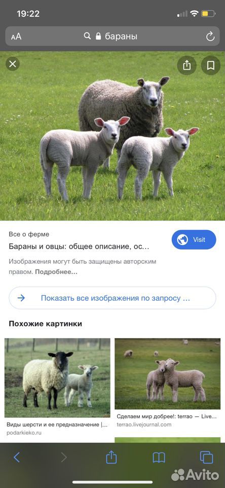 Животные Бараны купить на Зозу.ру - фотография № 1
