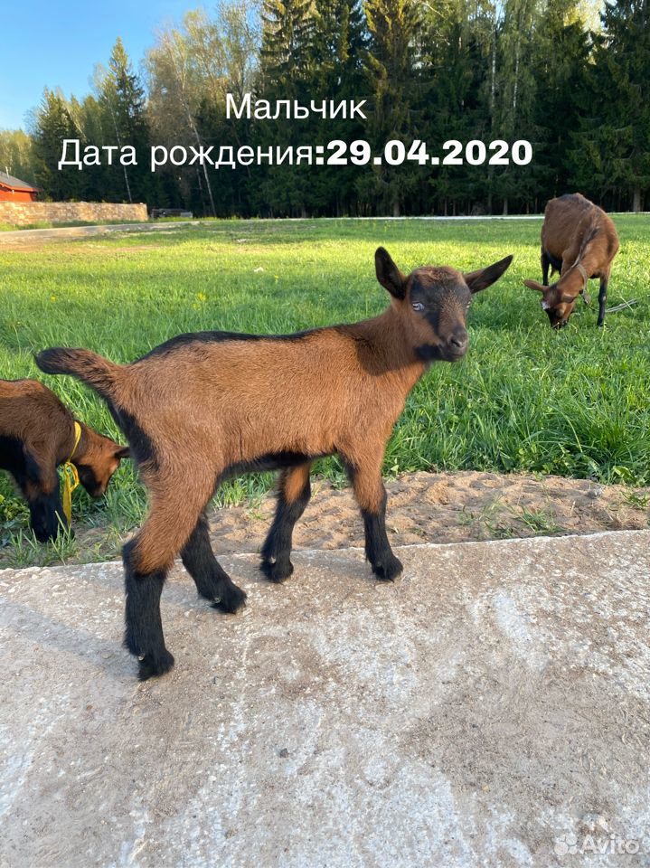 Чешские козлята на племя купить на Зозу.ру - фотография № 3