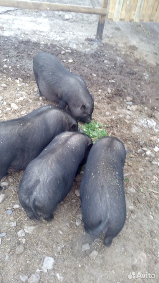 Продам вьетнамских свинок купить на Зозу.ру - фотография № 2