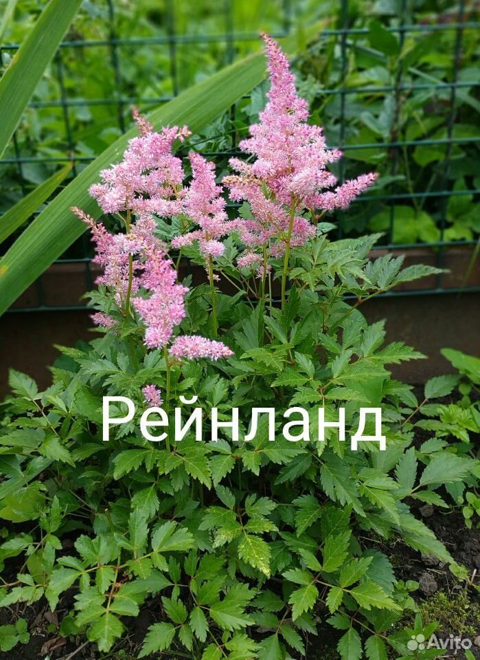 Астильбы сортовые, Многолетники, садовые цветы купить на Зозу.ру - фотография № 2