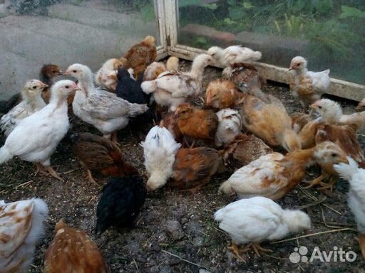 Цыплята 40-дневные купить на Зозу.ру - фотография № 1