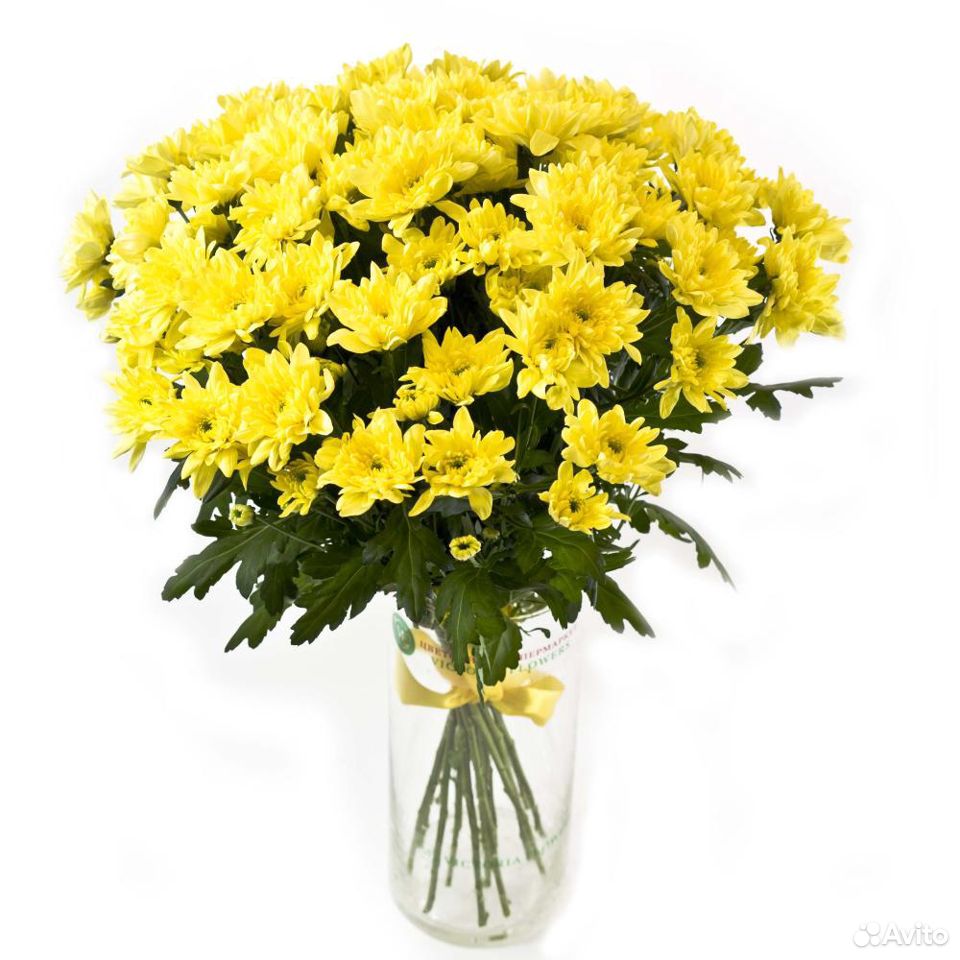 Желтые кустовые хризантемы Доставка купить на Зозу.ру - фотография № 1
