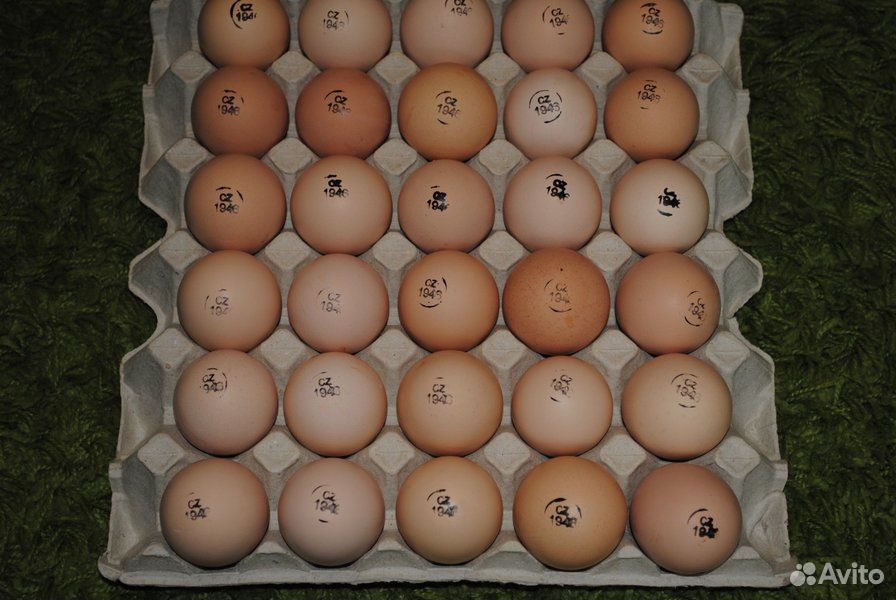 Где купить яйцо бройлера для инкубатора. Инкубационное яйцо Кобб 500. Инкубационное яйцо Росс 308. Яйцо инкубационное бройлера Чех. Инкубация яиц Кобб 500.