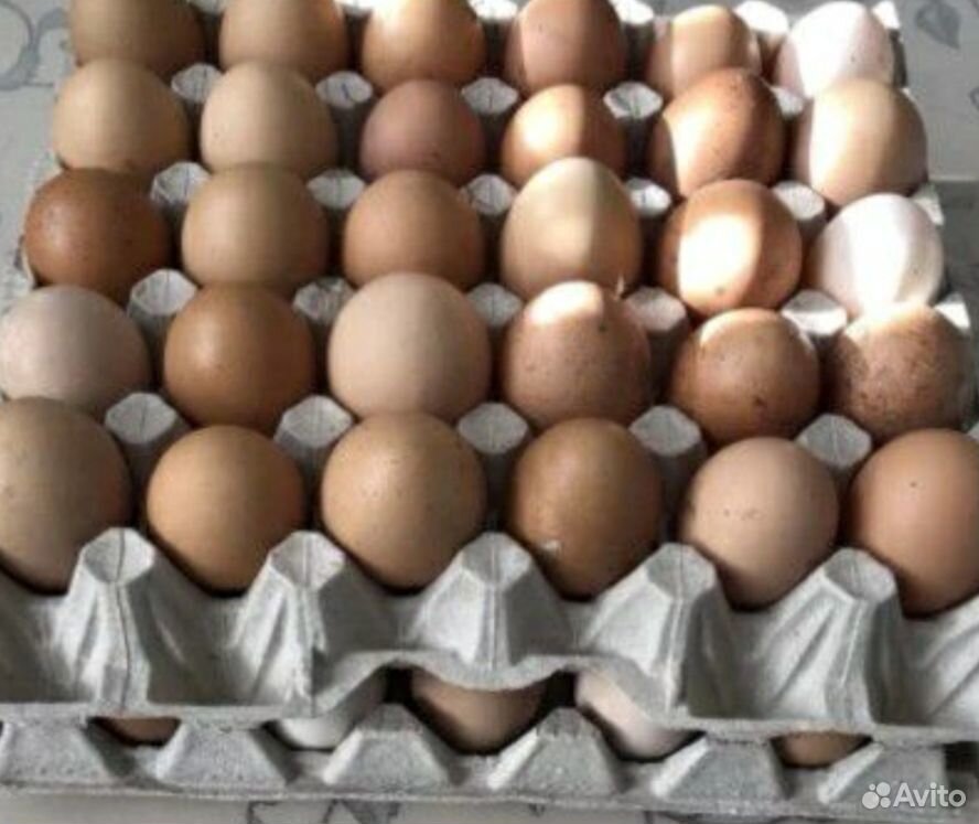 Купить инкубационное яйцо от производителя