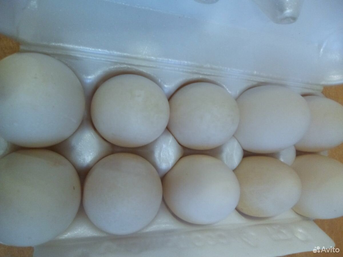 Яйцо на инкубацию под заказ купить на Зозу.ру - фотография № 4