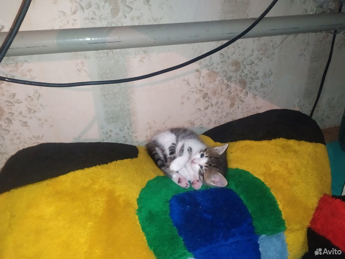 Котёнок девочка родилась 15.04.2020 купить на Зозу.ру - фотография № 5