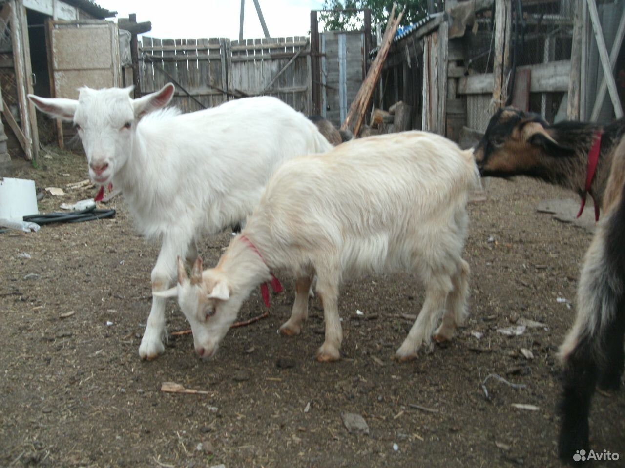 Продам коз, козлят, козочек, козлов на племя купить на Зозу.ру - фотография № 2